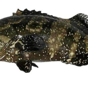 Kerapu
